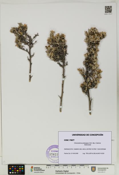 Chersodoma jodopappa [Espécimen: UDEC:CONC:0176277]