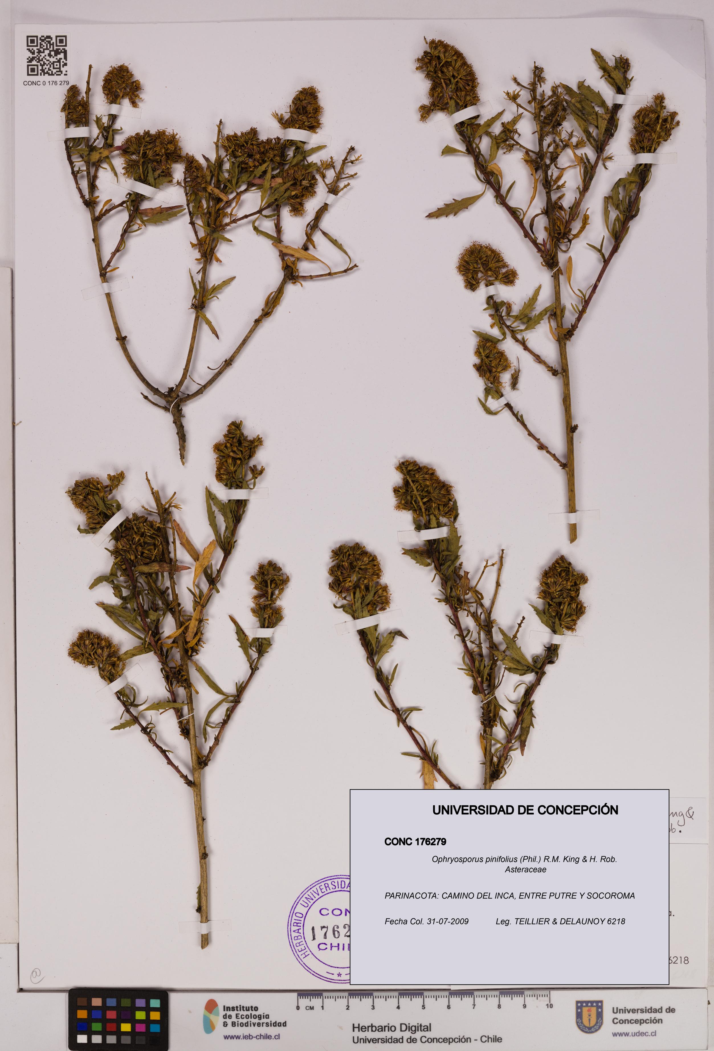 Ophryosporus pinifolius [Espécimen: UDEC:CONC:0176279]