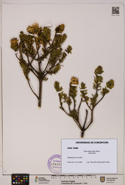 Plazia daphnoides [Espécimen: UDEC:CONC:0176280]
