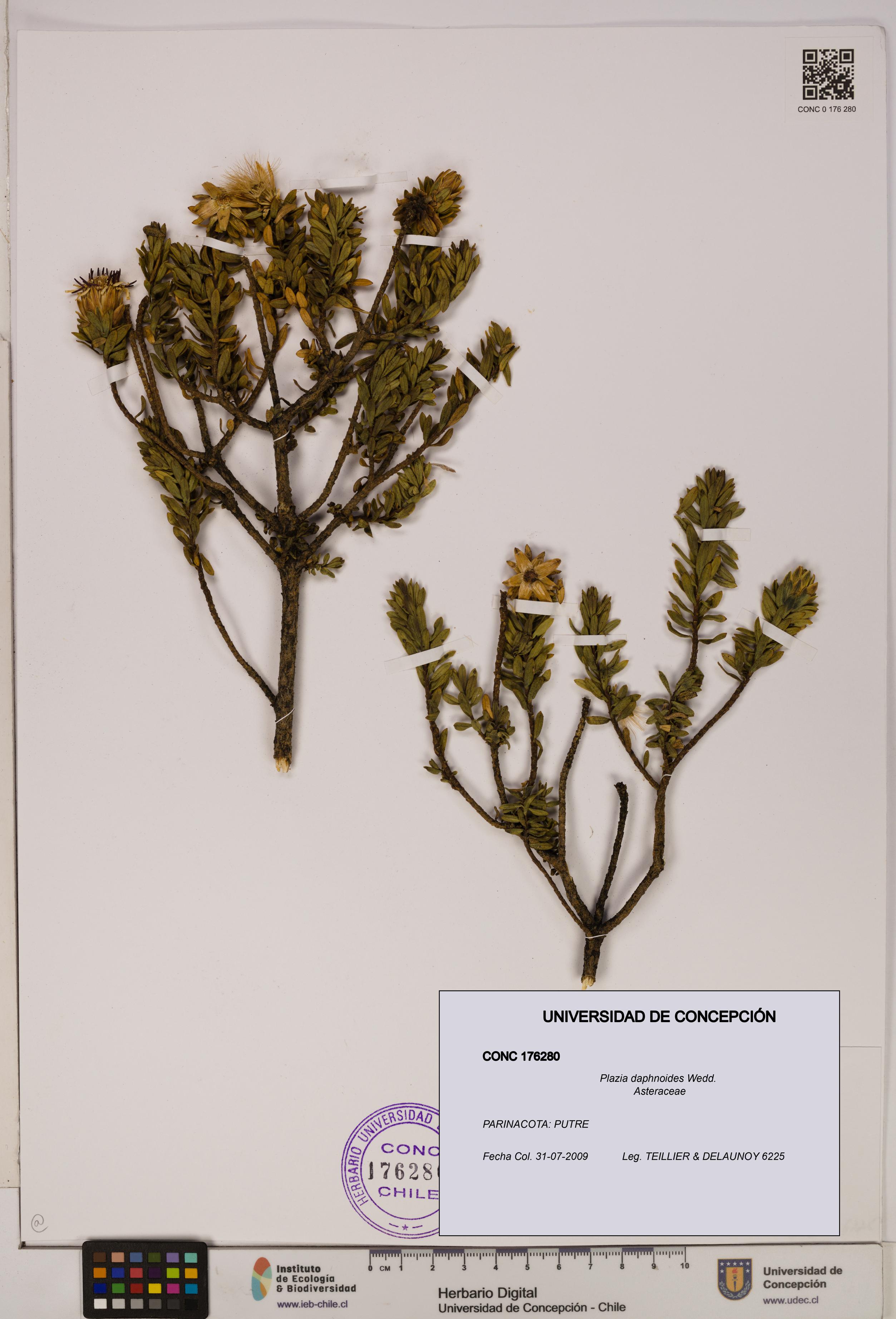 Plazia daphnoides [Espécimen: UDEC:CONC:0176280]