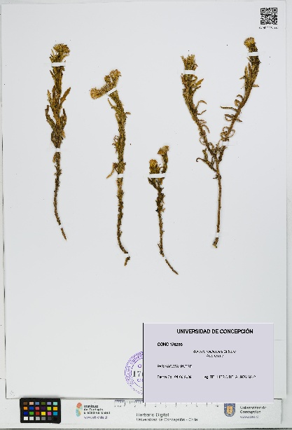 Senecio reicheanus [Espécimen: UDEC:CONC:0176293]