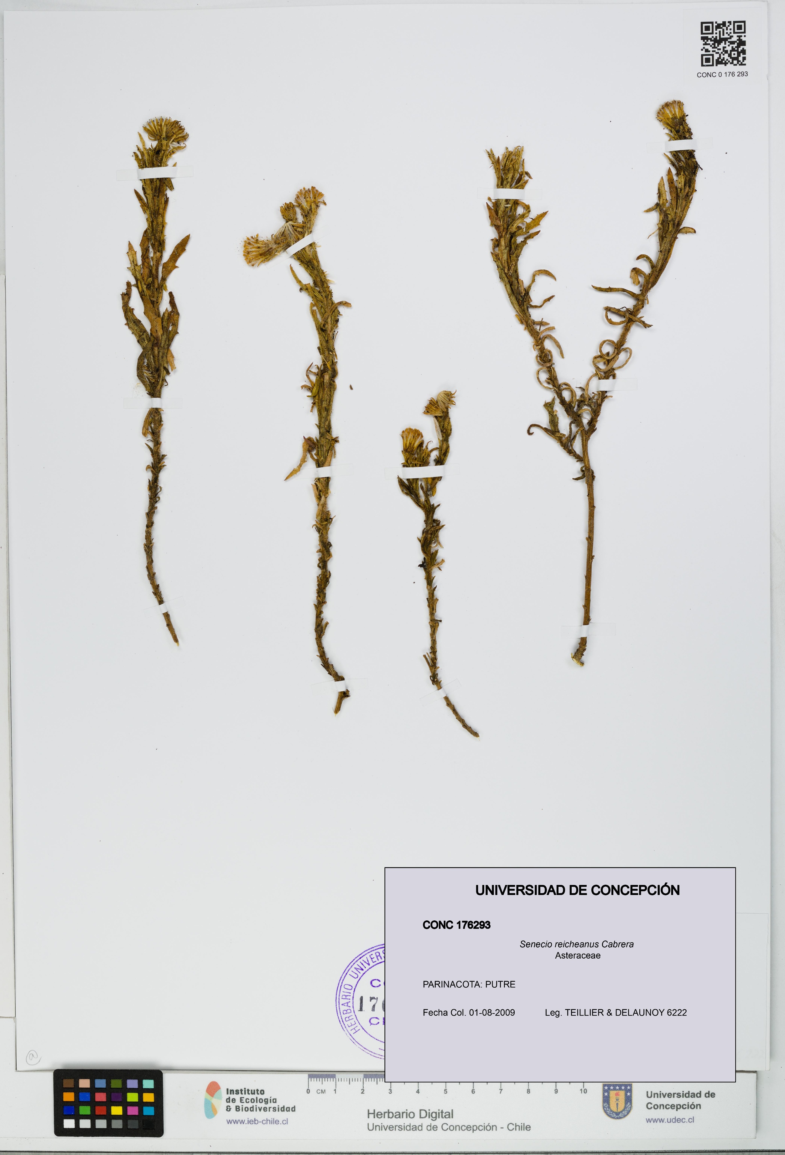 Senecio reicheanus [Espécimen: UDEC:CONC:0176293]