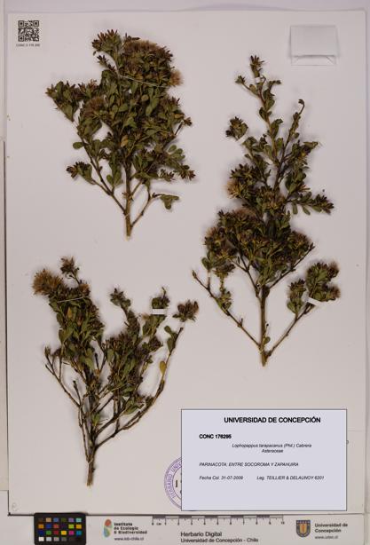 Lophopappus tarapacanus [Espécimen: UDEC:CONC:0176295]