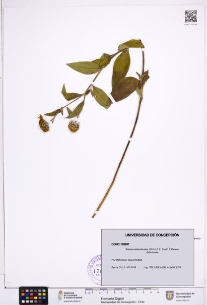 Aldama helianthoides [Espécimen: ]