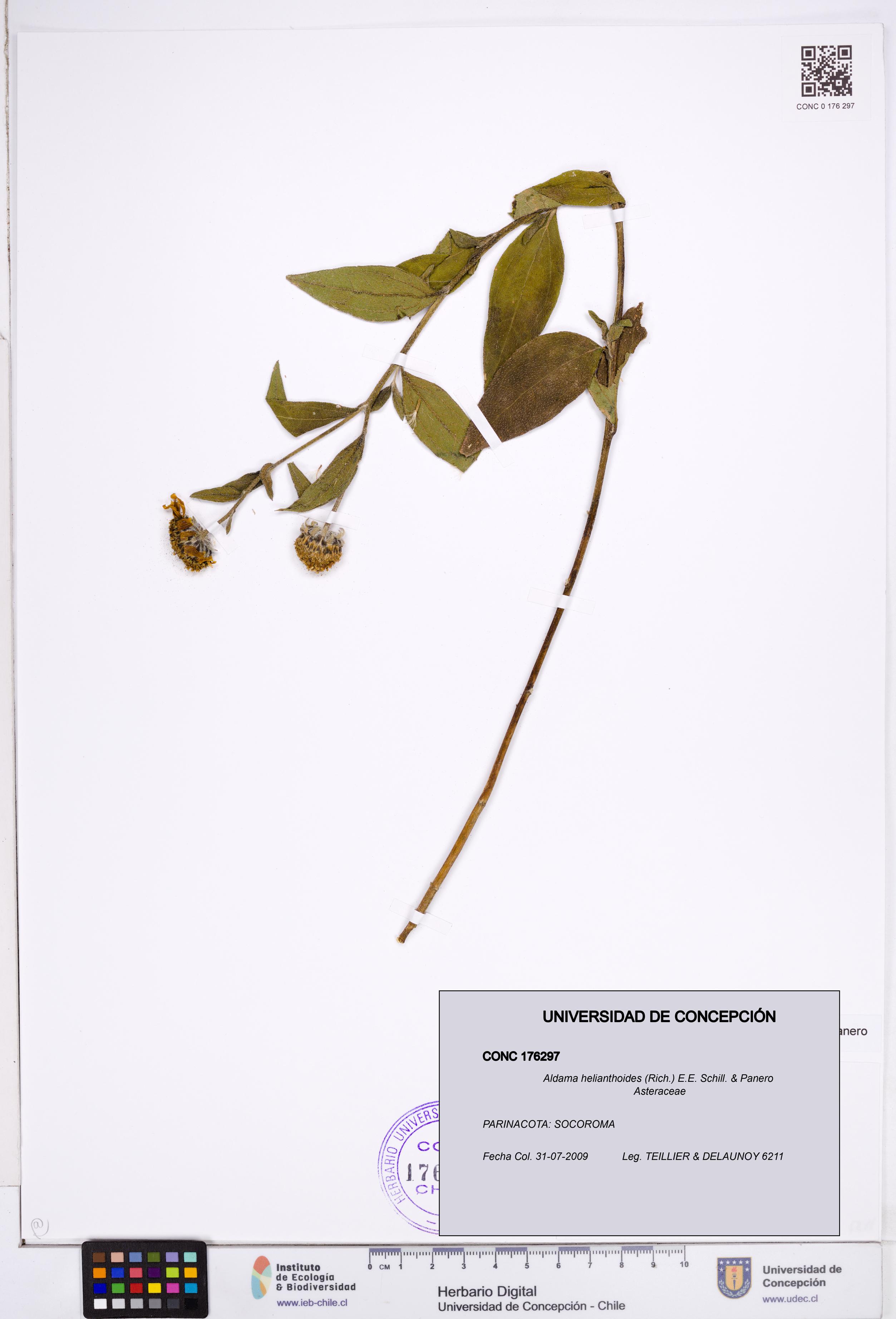 Aldama helianthoides [Espécimen: ]