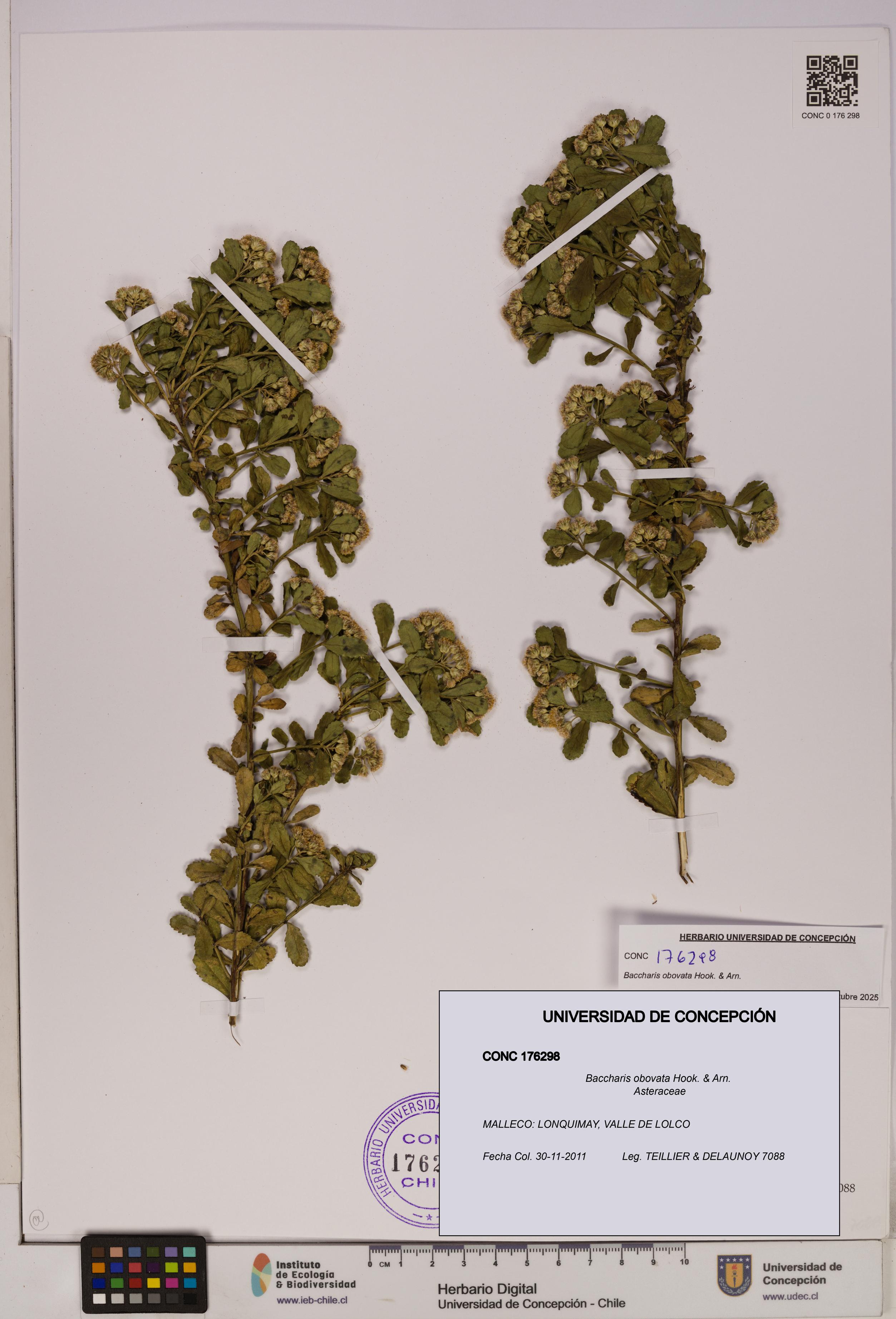 Baccharis obovata [Espécimen: UDEC:CONC:0176298]