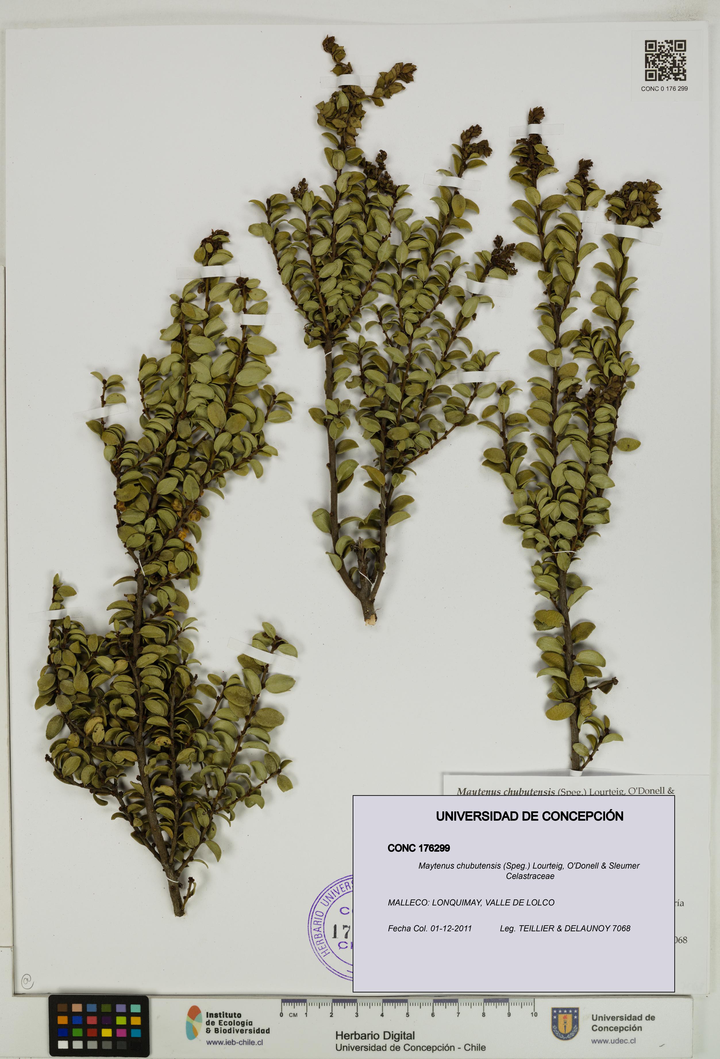 Maytenus chubutensis [Espécimen: UDEC:CONC:0176299]