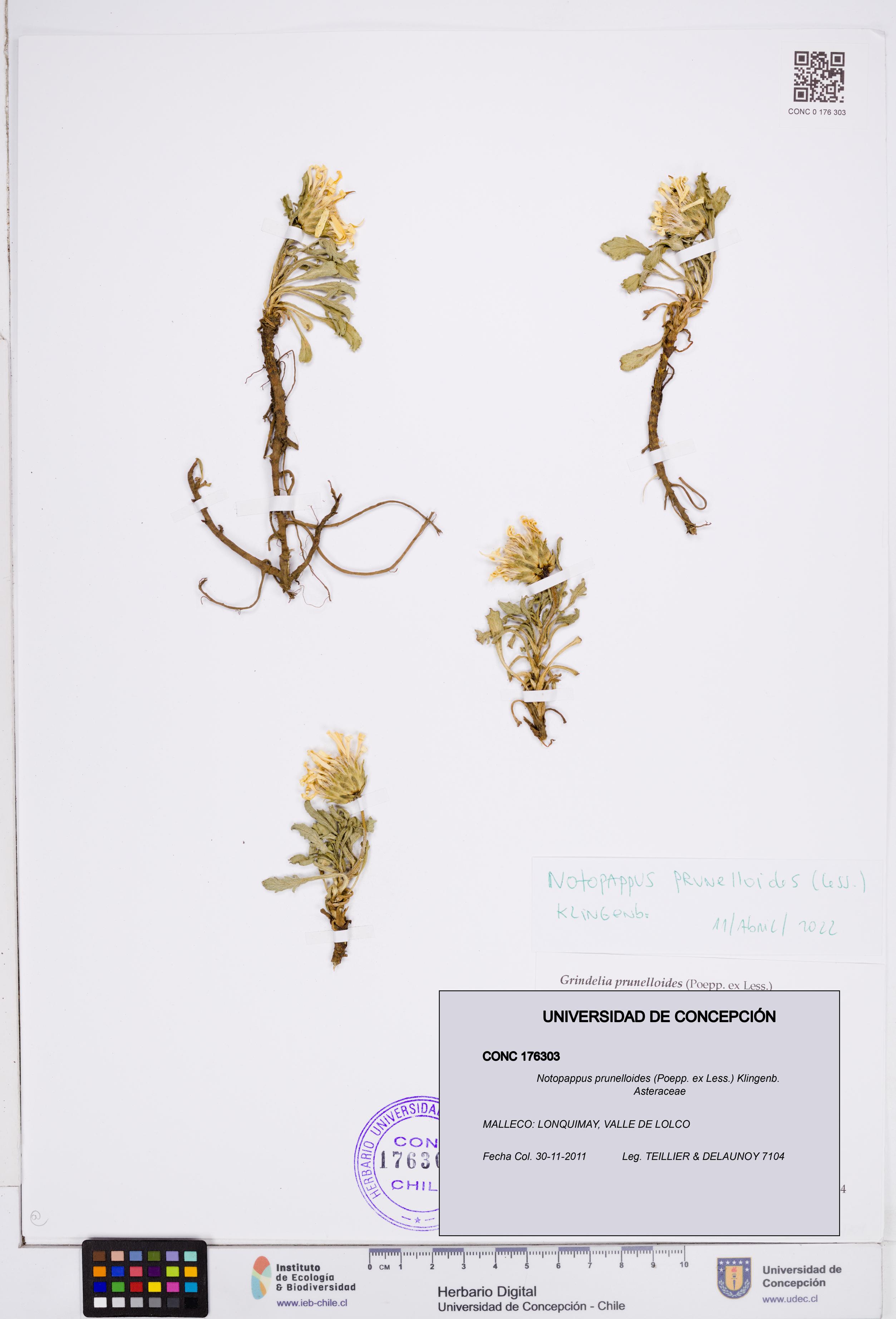 Notopappus prunelloides [Espécimen: ]