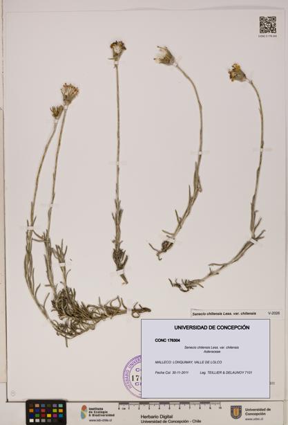Senecio chilensis var. chilensis [Espécimen: UDEC:CONC:0176304]