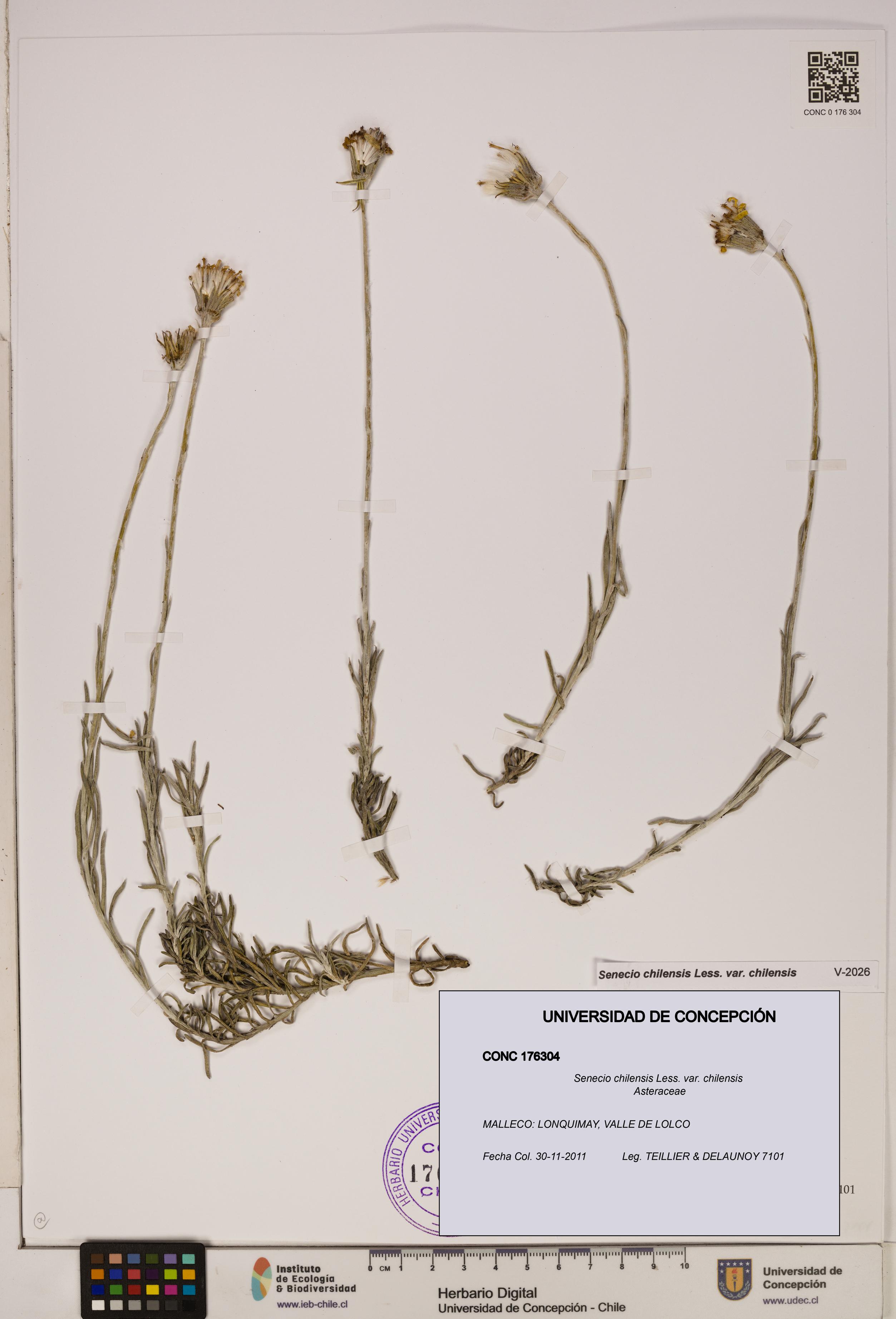 Senecio chilensis var. chilensis [Espécimen: UDEC:CONC:0176304]