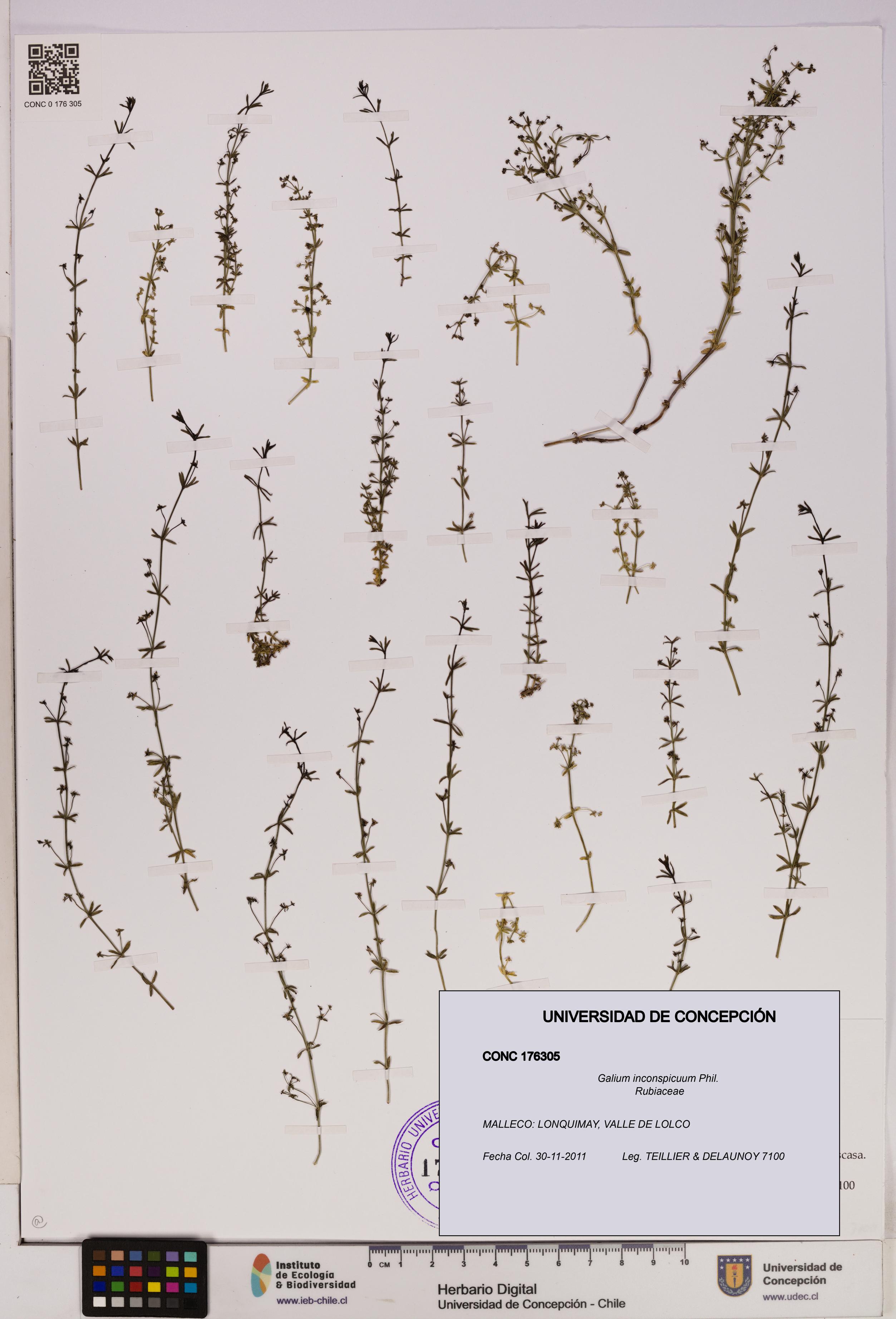 Galium inconspicuum [Espécimen: UDEC:CONC:0176305]
