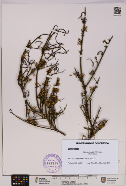 Discaria articulata [Espécimen: UDEC:CONC:0176308]