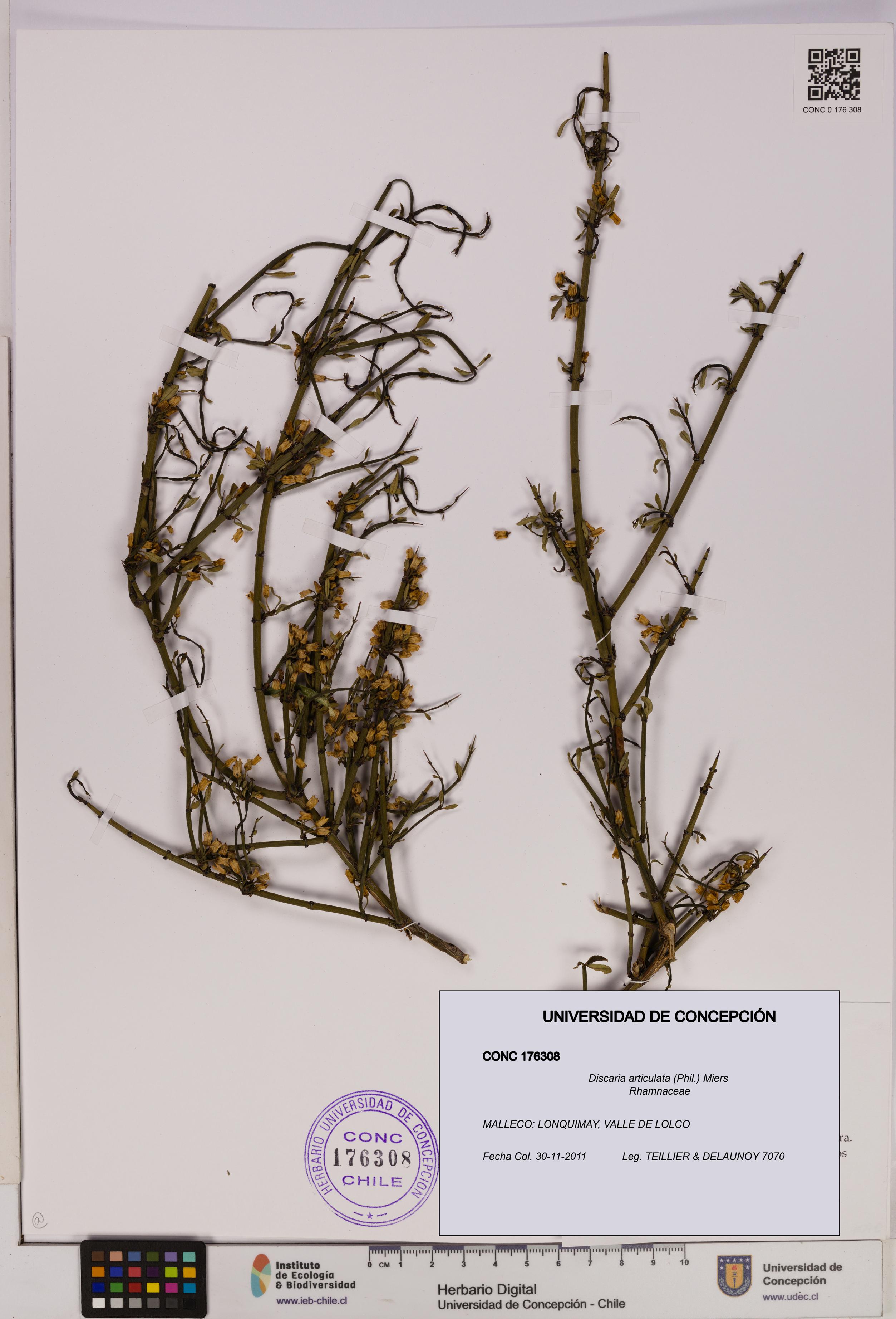 Discaria articulata [Espécimen: UDEC:CONC:0176308]