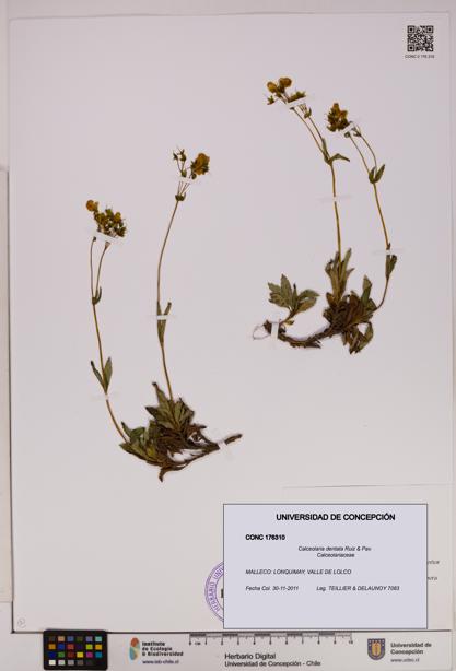 Calceolaria dentata [Espécimen: UDEC:CONC:0176310]