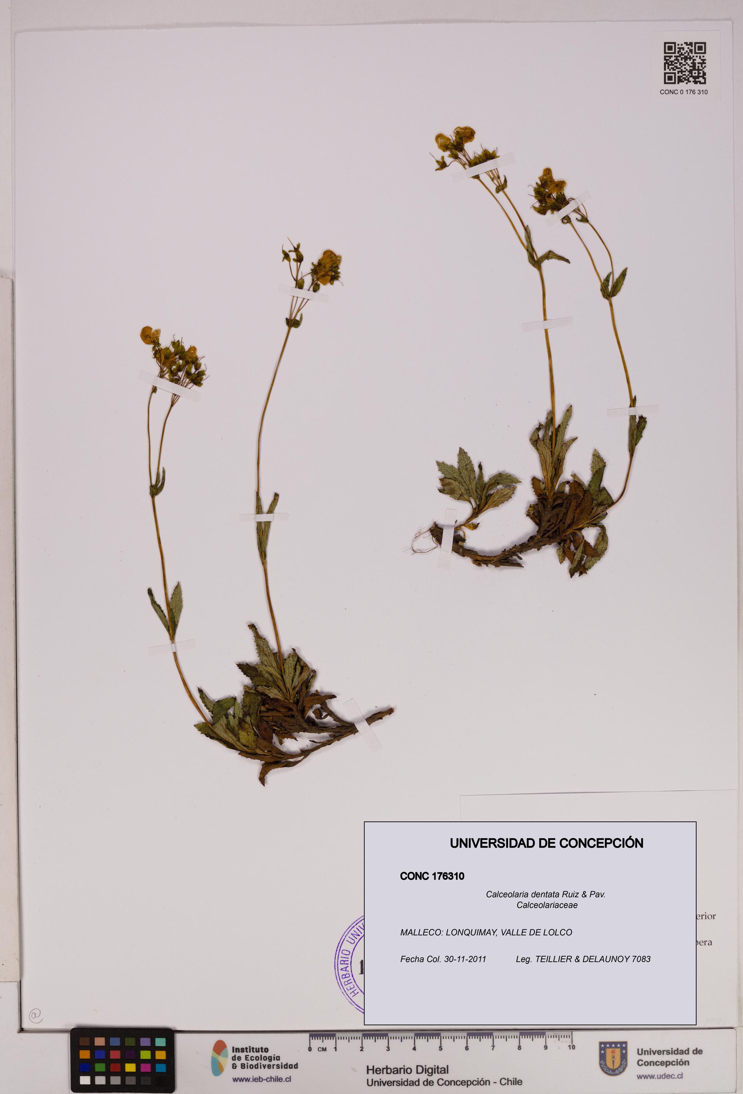 Calceolaria dentata [Espécimen: UDEC:CONC:0176310]