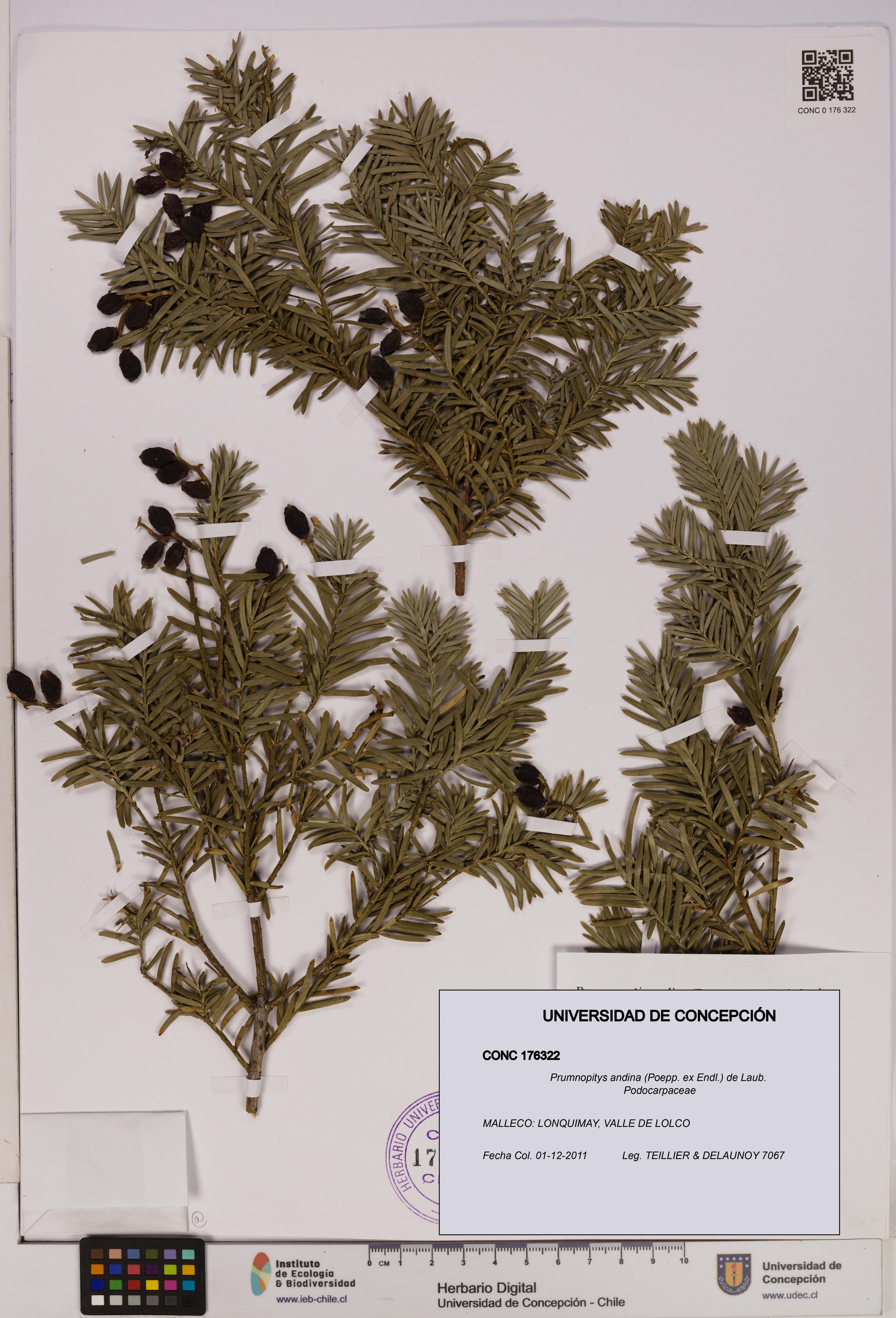 Prumnopitys andina [Espécimen: UDEC:CONC:0176322]
