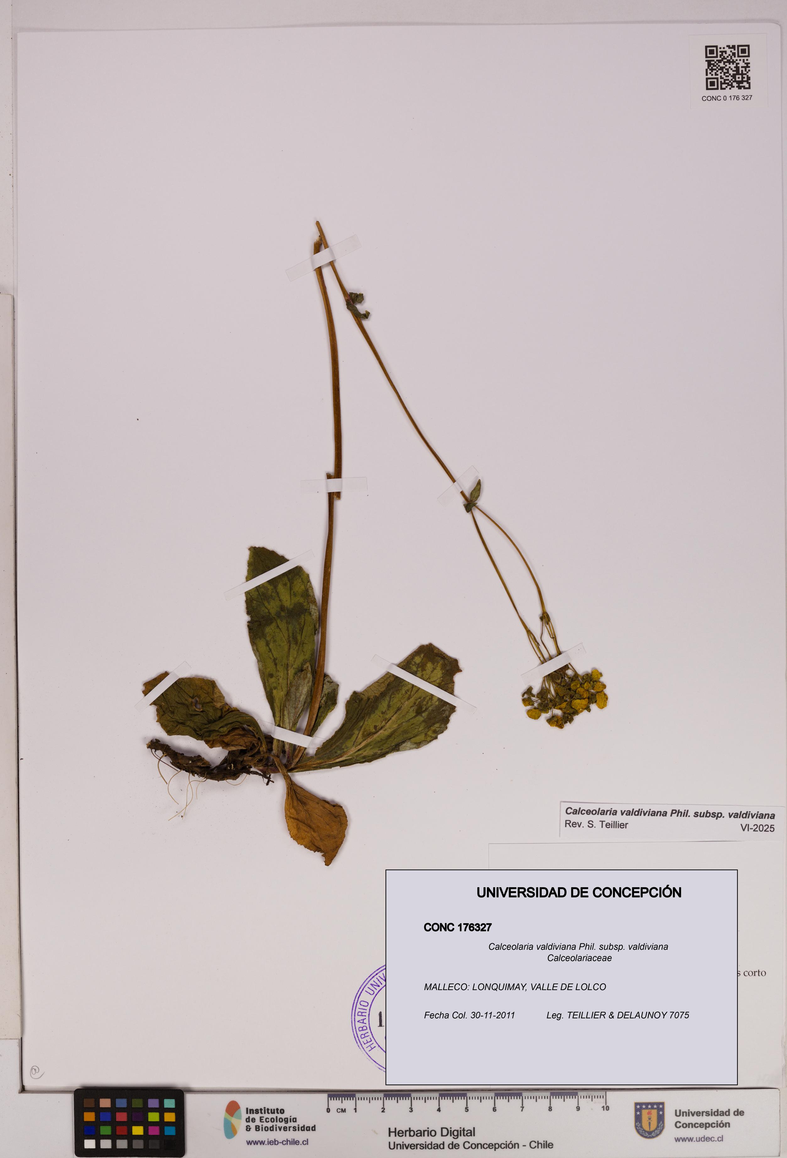 Calceolaria valdiviana subsp. valdiviana [Espécimen: UDEC:CONC:0176327]