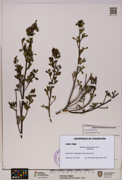 Baccharis obovata [Espécimen: UDEC:CONC:0176329]