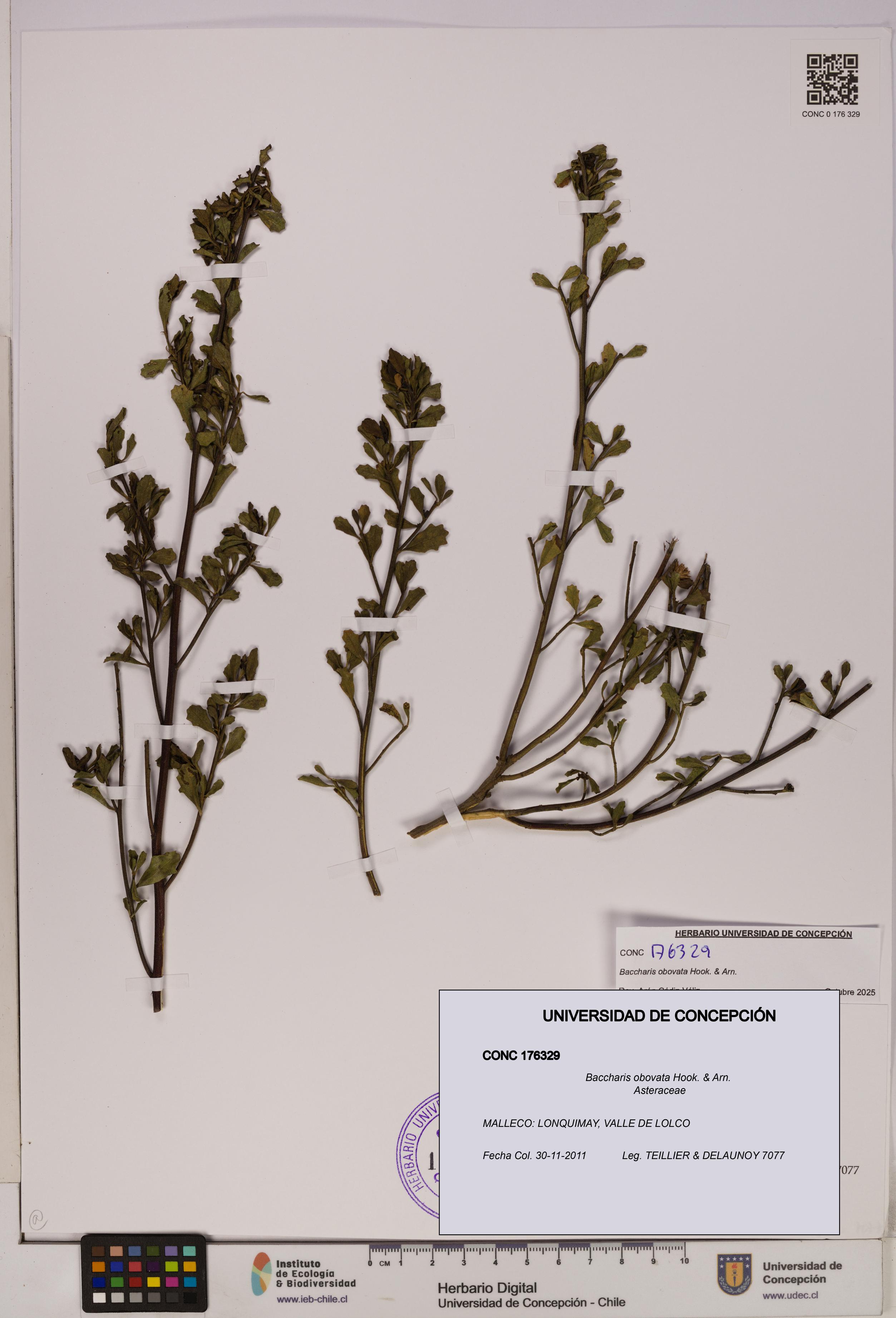Baccharis obovata [Espécimen: UDEC:CONC:0176329]