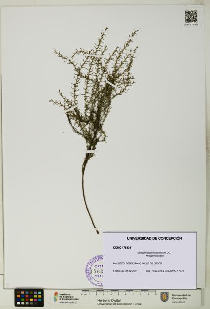 Misodendrum linearifolium [Espécimen: UDEC:CONC:0176331]