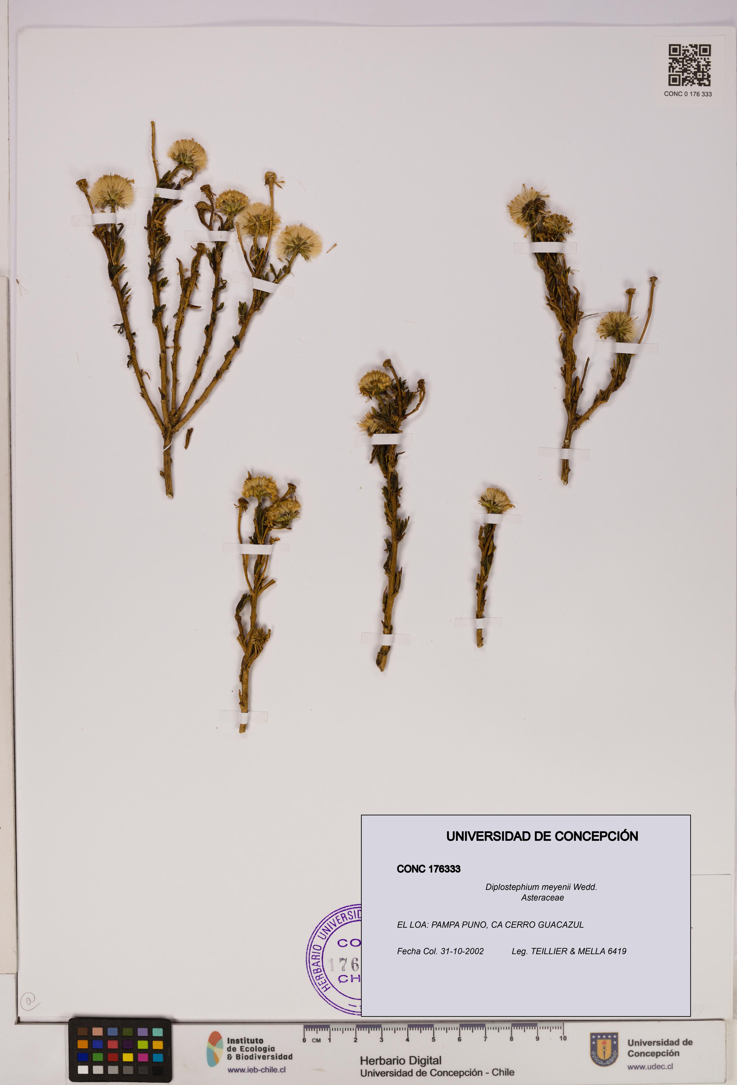 Diplostephium meyenii [Espécimen: UDEC:CONC:0176333]
