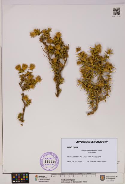 Chuquiraga atacamensis [Espécimen: UDEC:CONC:0176336]