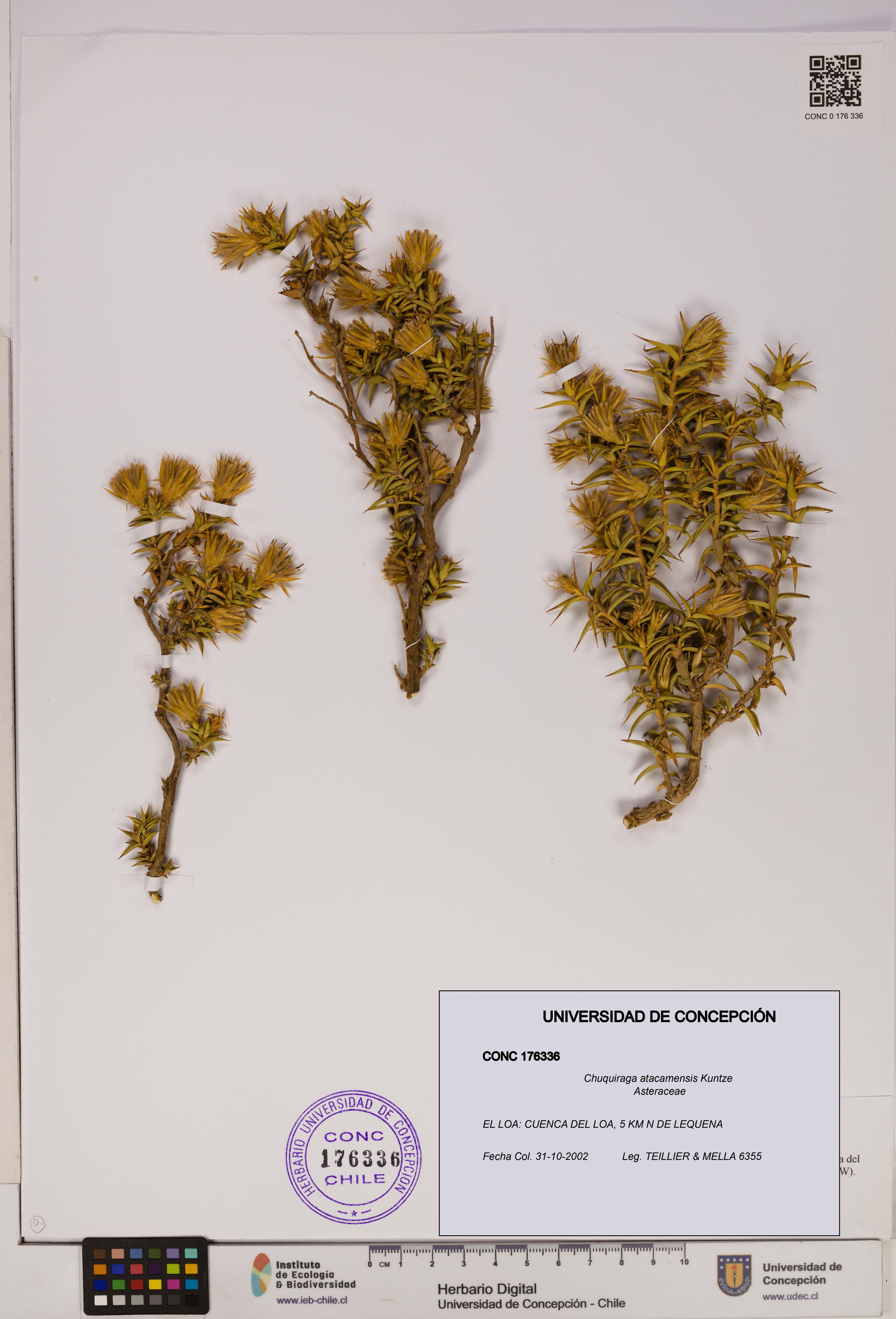 Chuquiraga atacamensis [Espécimen: UDEC:CONC:0176336]