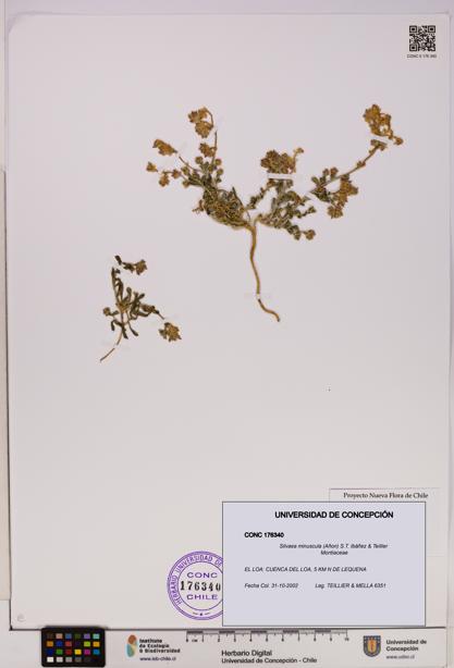 Silvaea minuscula [Espécimen: UDEC:CONC:0176340]