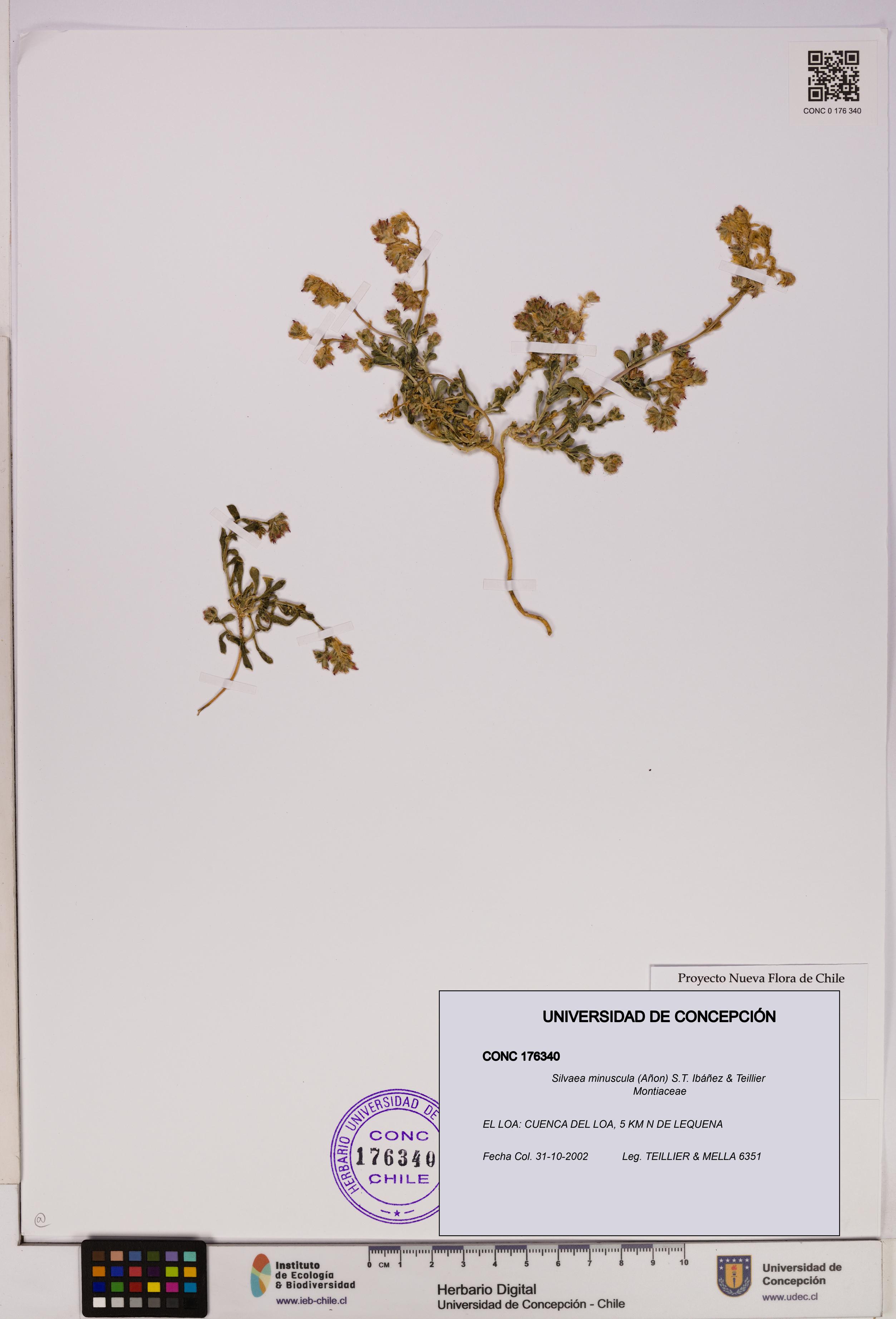 Silvaea minuscula [Espécimen: UDEC:CONC:0176340]