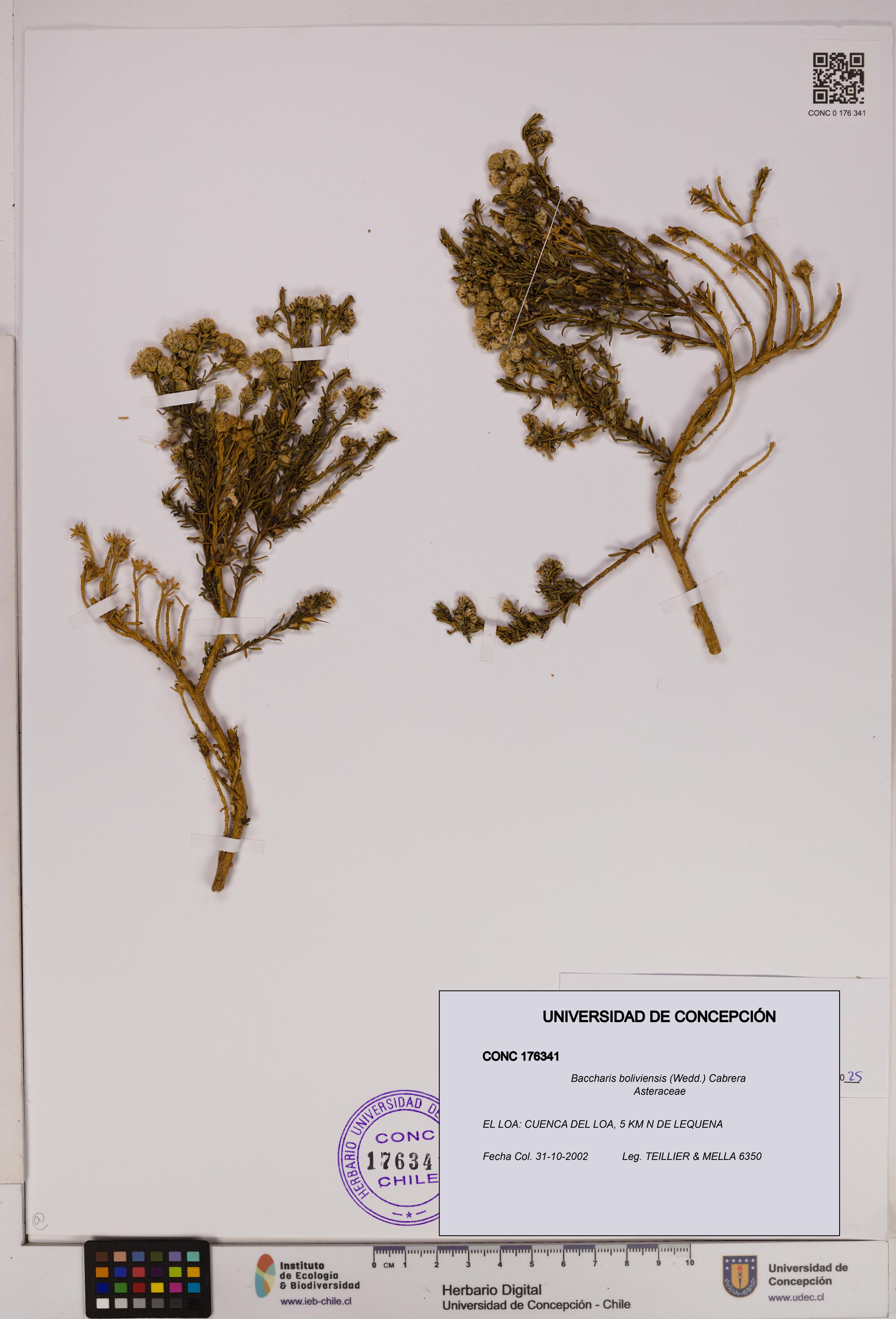 Baccharis boliviensis [Espécimen: UDEC:CONC:0176341]