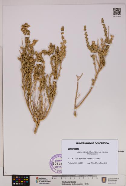 Atriplex imbricata [Espécimen: UDEC:CONC:0176342]