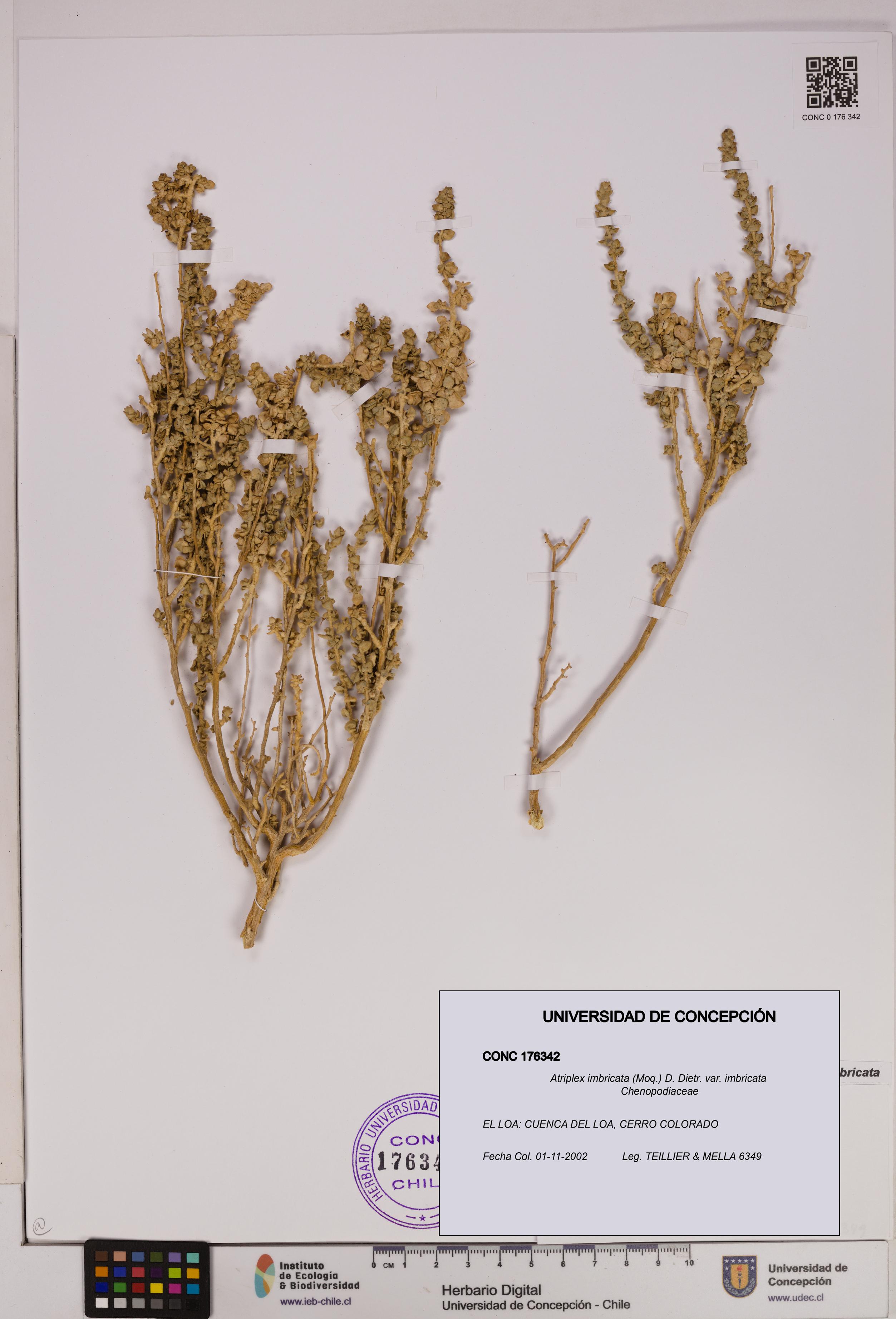 Atriplex imbricata [Espécimen: UDEC:CONC:0176342]