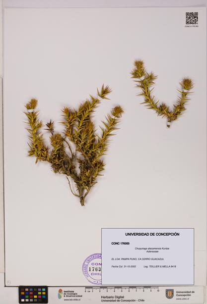 Chuquiraga atacamensis [Espécimen: UDEC:CONC:0176353]