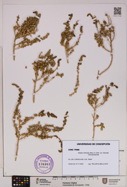 Atriplex imbricata [Espécimen: UDEC:CONC:0176362]