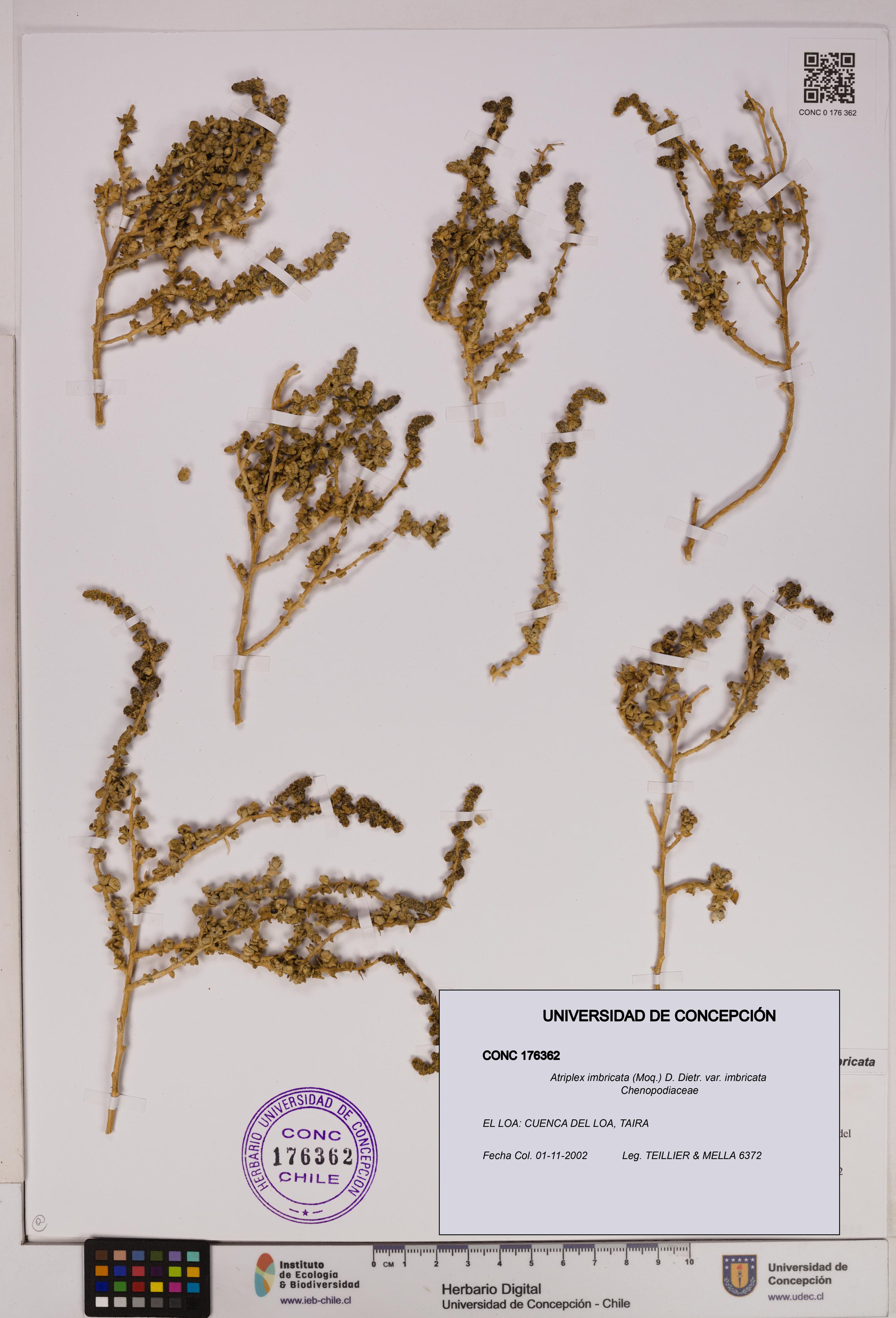 Atriplex imbricata [Espécimen: UDEC:CONC:0176362]