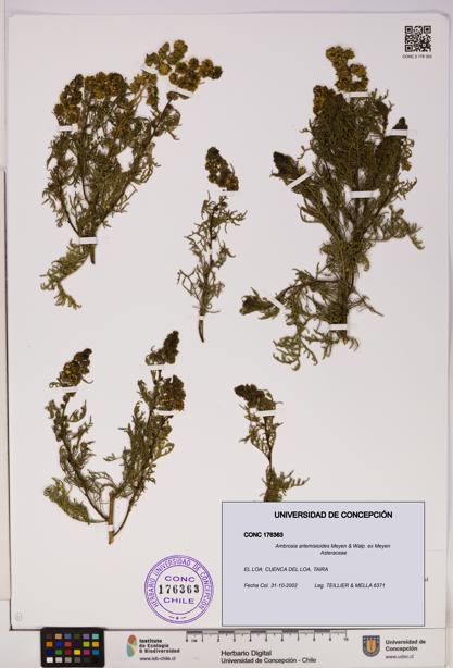 Ambrosia artemisioides [Espécimen: UDEC:CONC:0176363]