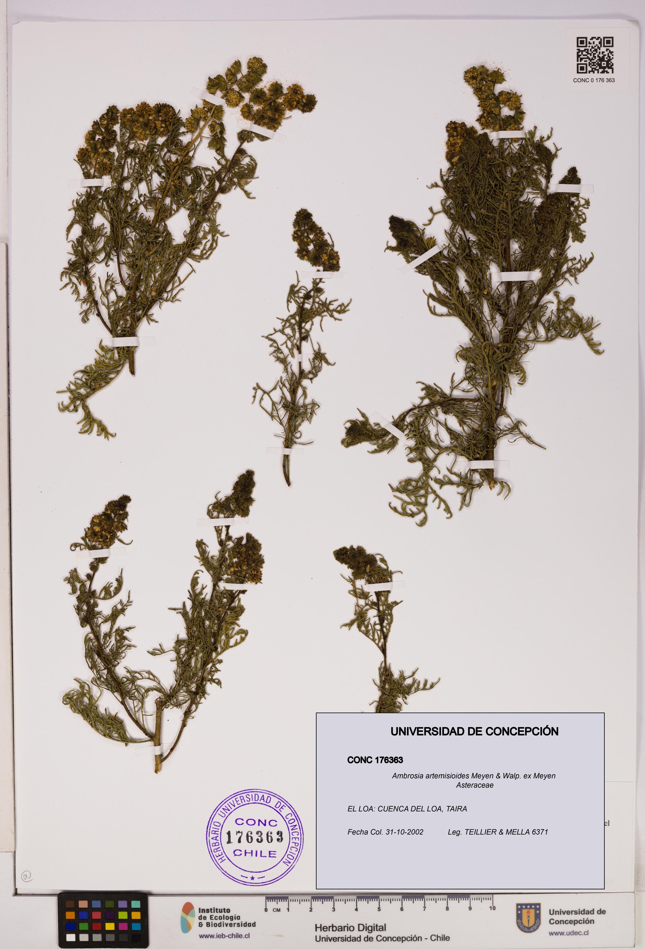 Ambrosia artemisioides [Espécimen: UDEC:CONC:0176363]