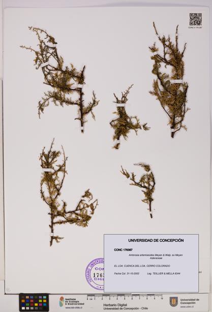 Ambrosia artemisioides [Espécimen: UDEC:CONC:0176367]