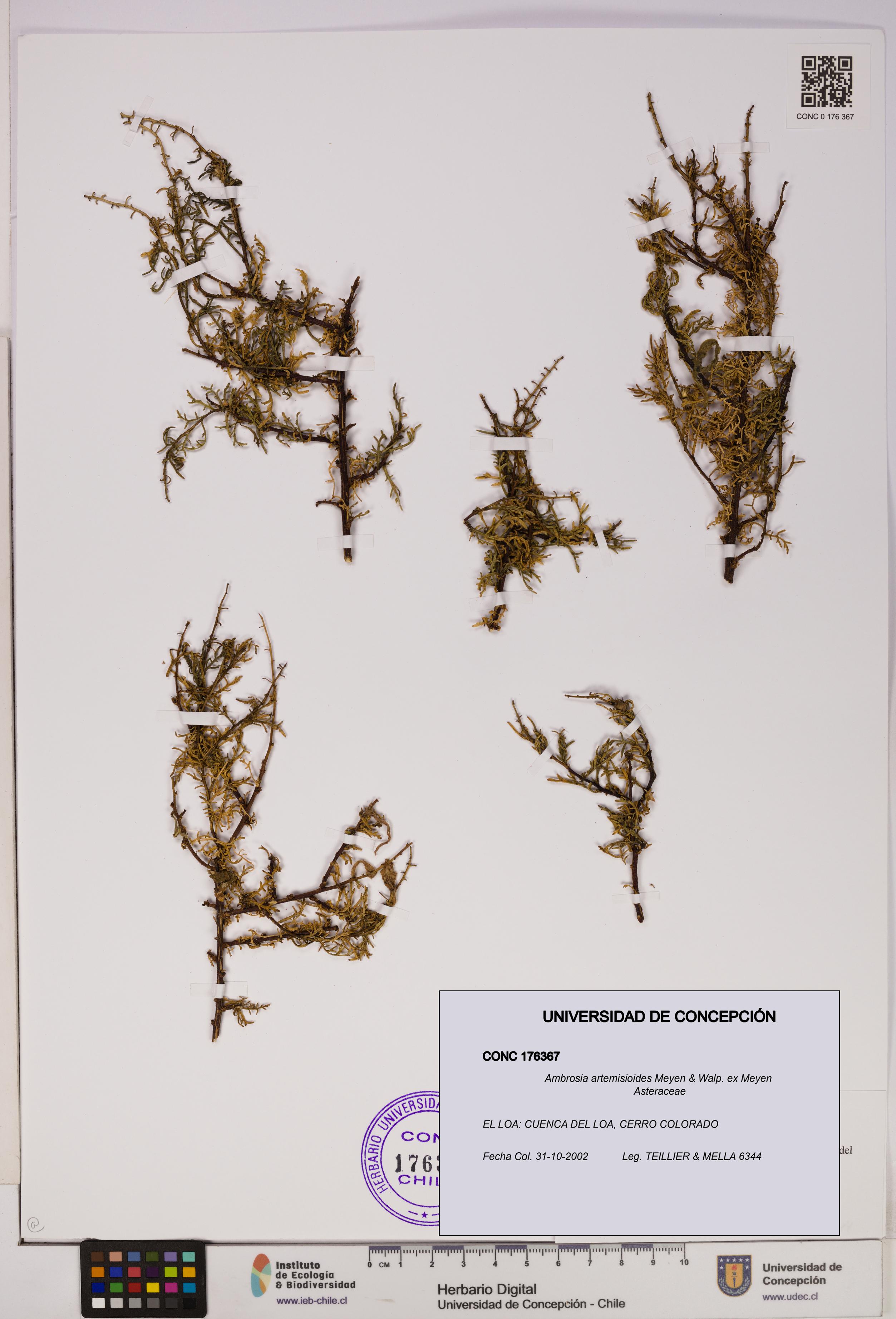 Ambrosia artemisioides [Espécimen: UDEC:CONC:0176367]