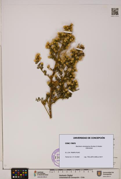 Baccharis tola [Espécimen: UDEC:CONC:0176372]