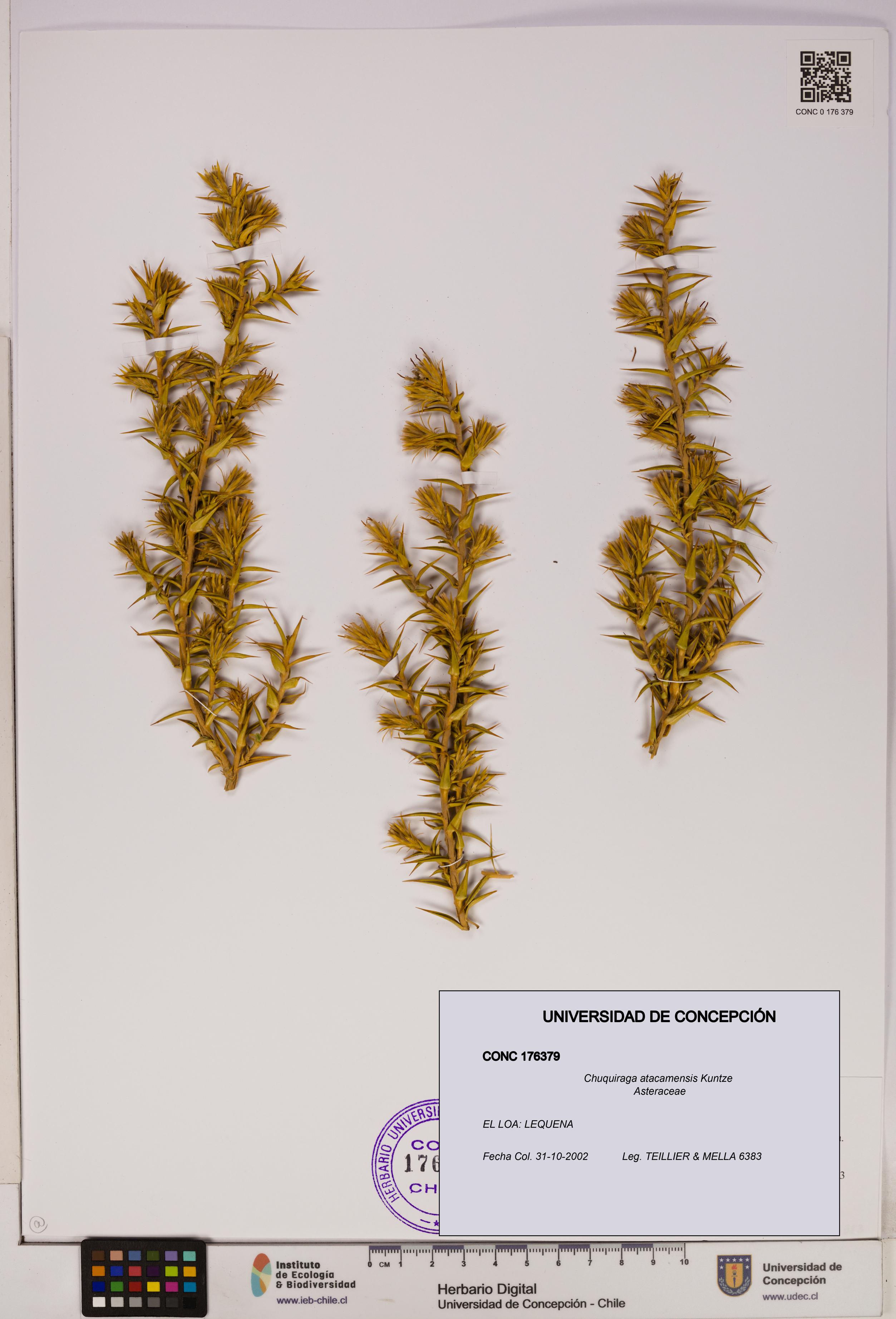 Chuquiraga atacamensis [Espécimen: UDEC:CONC:0176379]