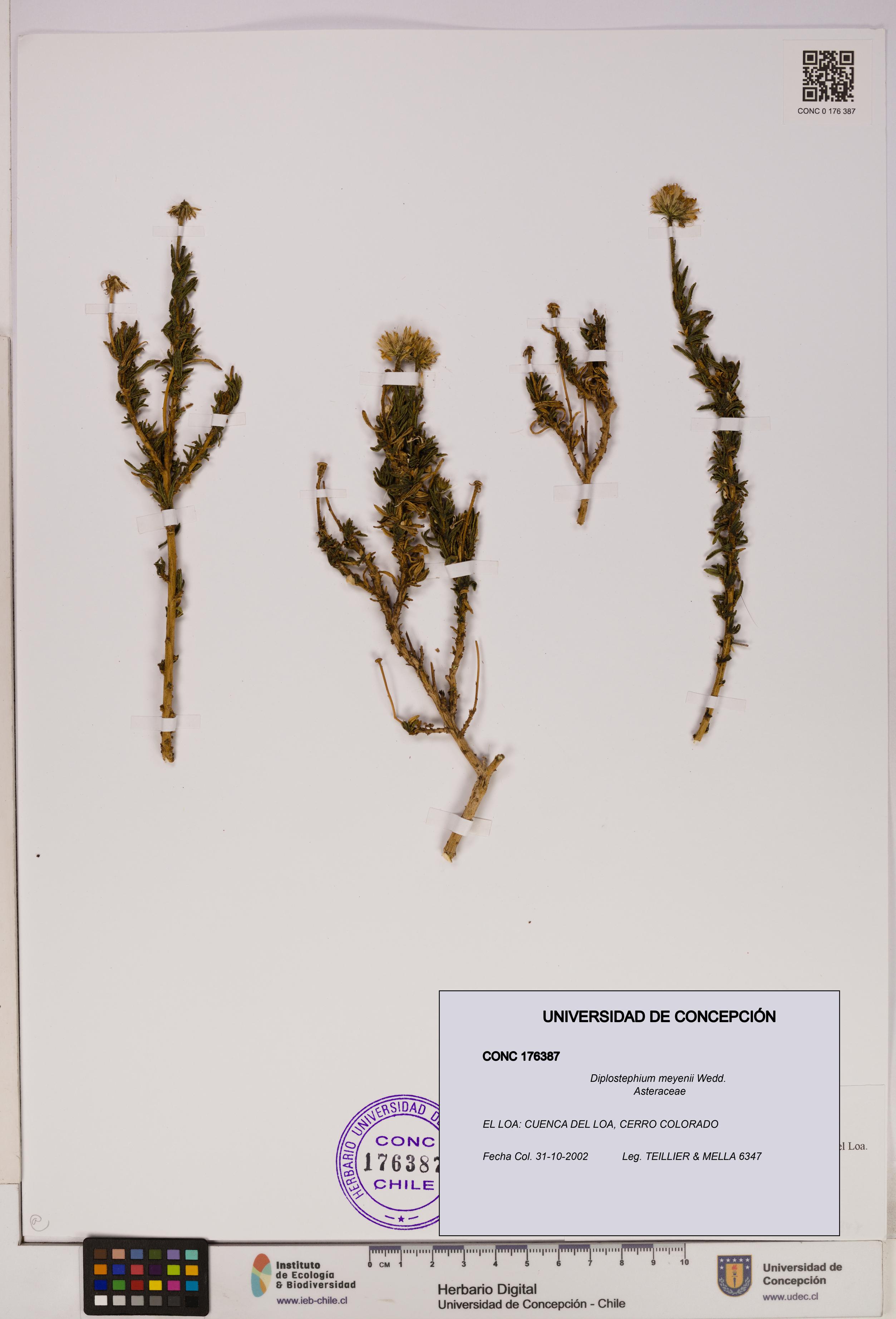 Diplostephium meyenii [Espécimen: UDEC:CONC:0176387]