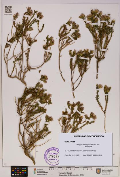 Helogyne macrogyne [Espécimen: UDEC:CONC:0176388]