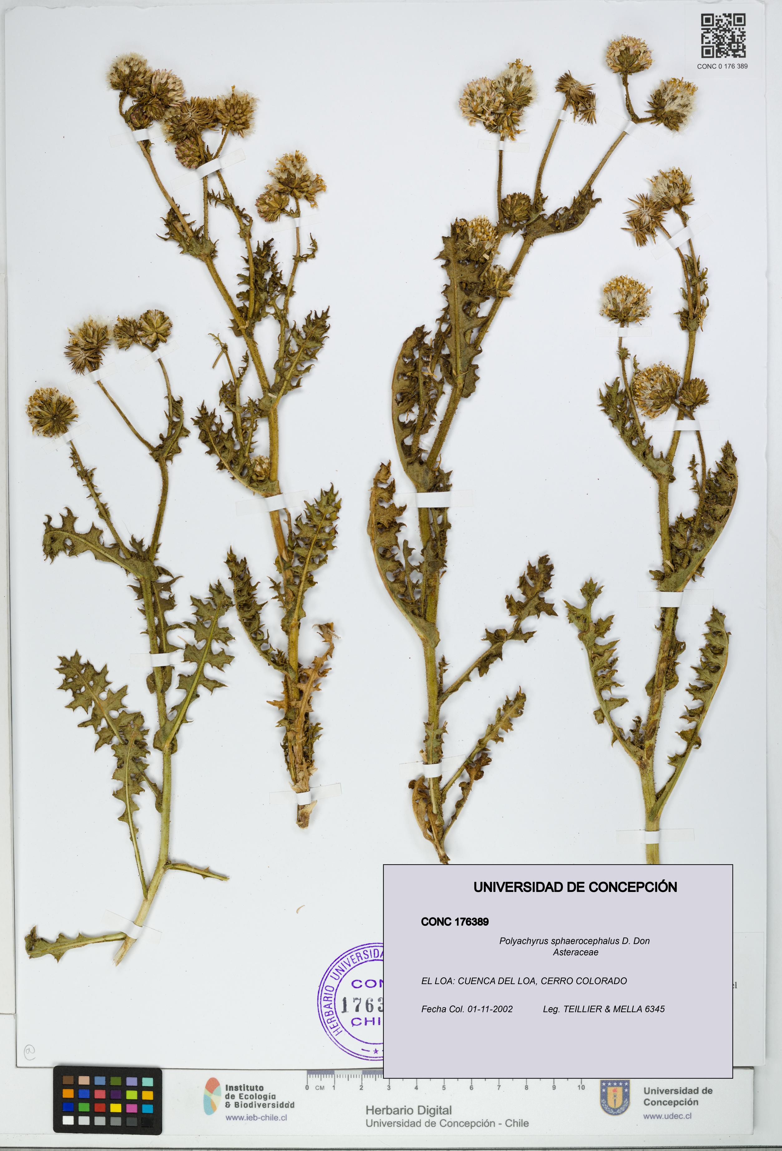 Polyachyrus sphaerocephalus [Espécimen: UDEC:CONC:0176389]