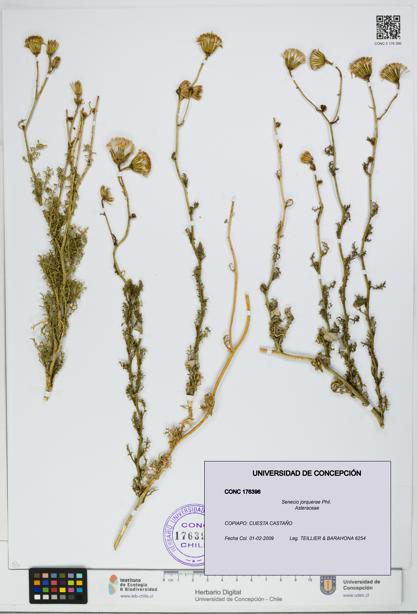 Senecio jorquerae [Espécimen: UDEC:CONC:0176396]