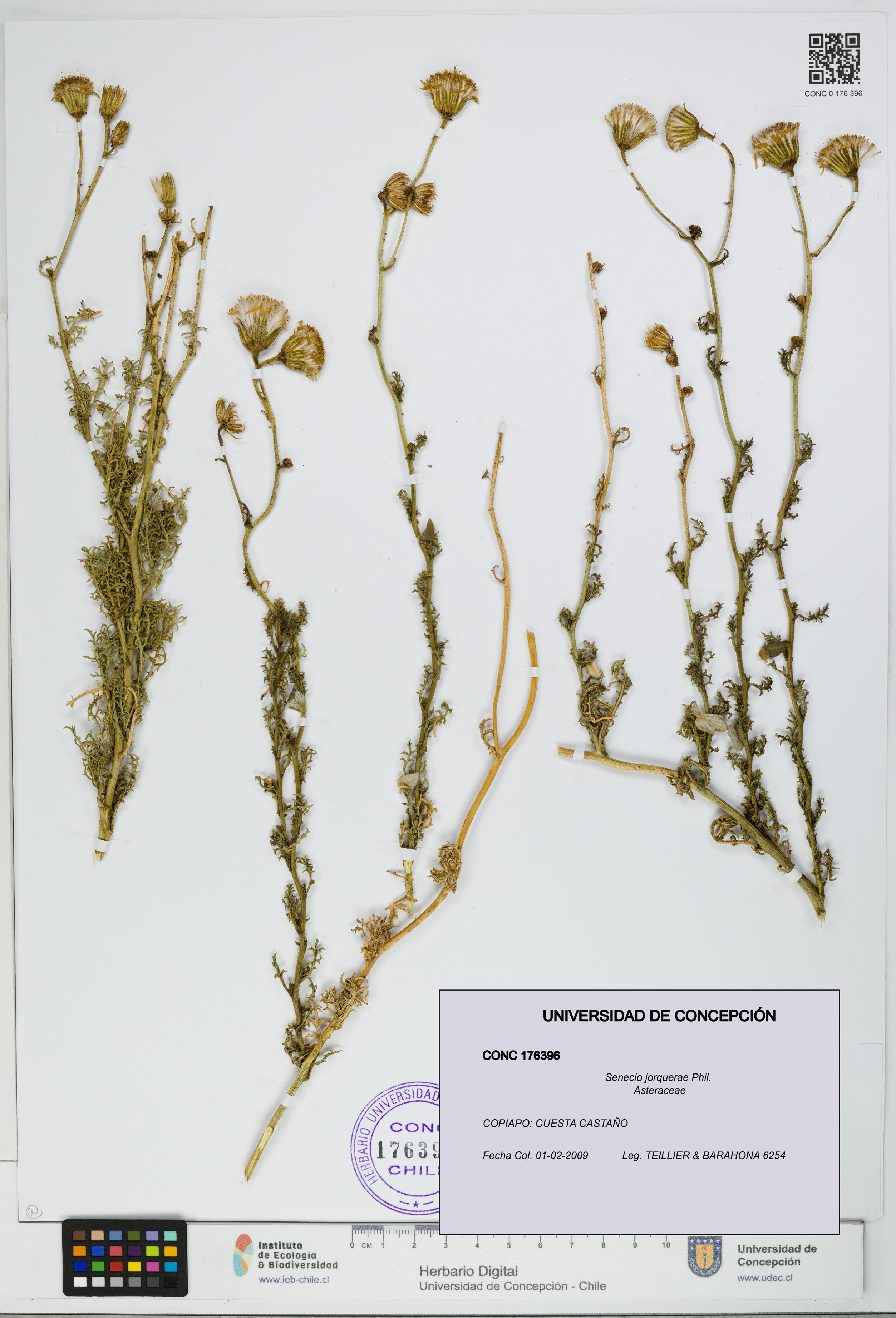Senecio jorquerae [Espécimen: UDEC:CONC:0176396]