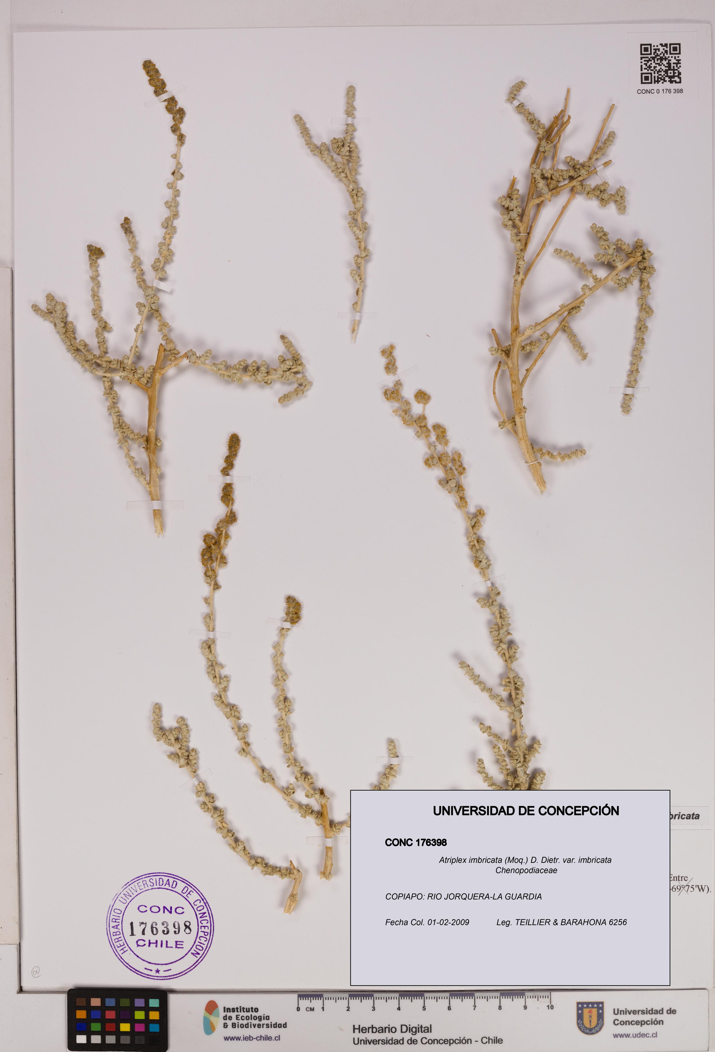 Atriplex imbricata [Espécimen: UDEC:CONC:0176398]