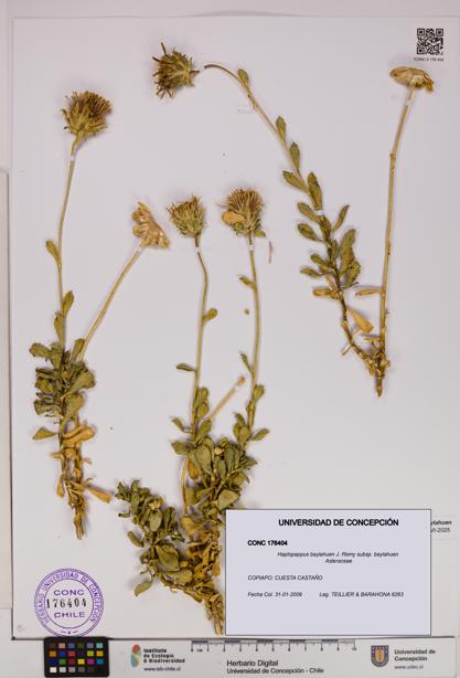 Haplopappus baylahuen subsp. baylahuen [Espécimen: UDEC:CONC:0176404]