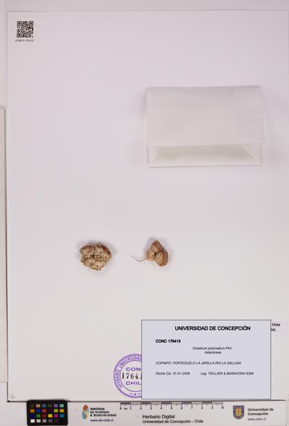 Oriastrum polymallum [Espécimen: UDEC:CONC:0176413]