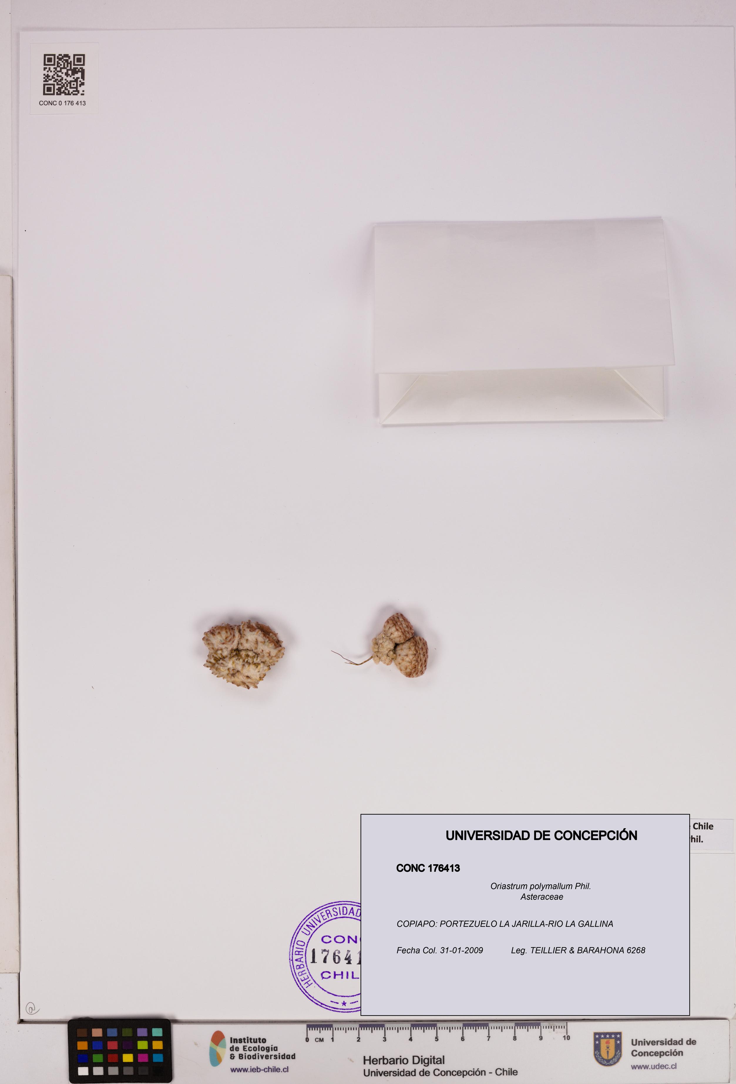 Oriastrum polymallum [Espécimen: UDEC:CONC:0176413]